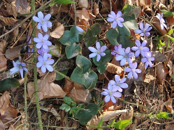 Fr&uuml;hbl&uuml;her (Foto: B. Schwarzberg)