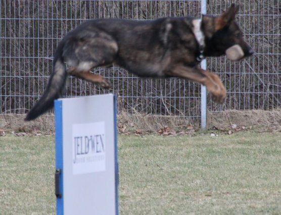 Pr&uuml;fungen abgelegt (Foto: A. Krause)