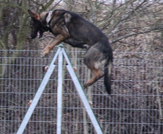 Pr&uuml;fungen abgelegt (Foto: A. Krause)