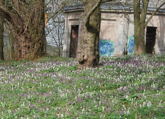 Bl&uuml;hen im Park (Foto: B. Schwarzberg)