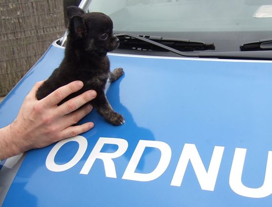 Gefunden (Foto: Ordnungsamt) Gefunden (Foto: Ordnungsamt)