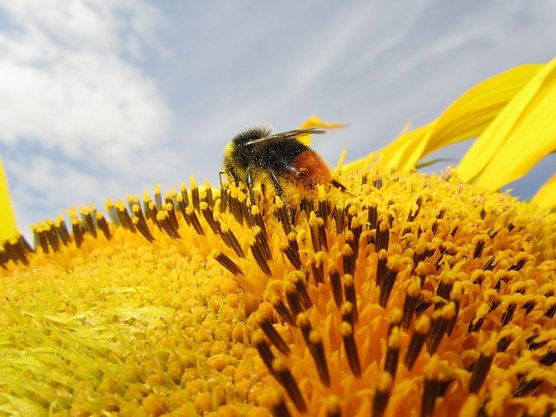 Ausstellung (Foto: M. Liebram)