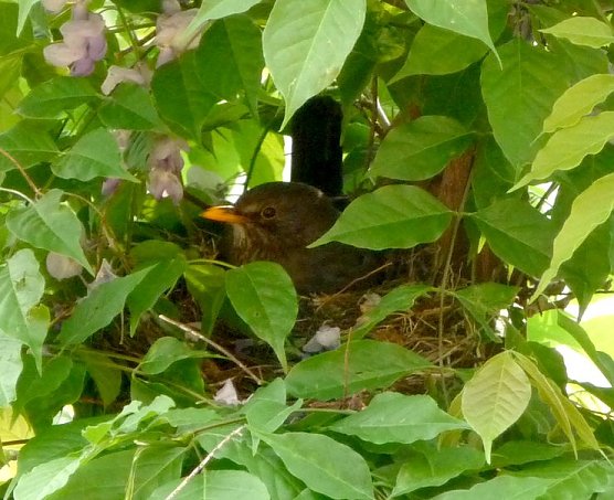 Amsel beim Br&uuml;ten (Foto: nnz)