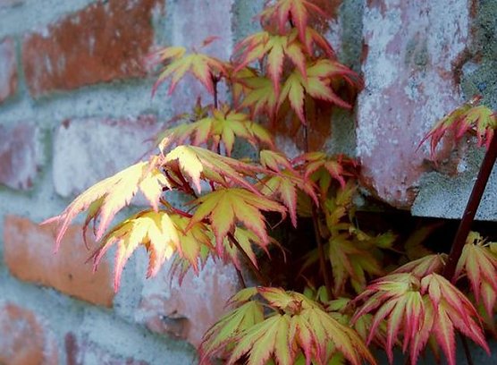 Acer palmatum ornage drem (Foto: privat) Acer palmatum ornage drem (Foto: privat)