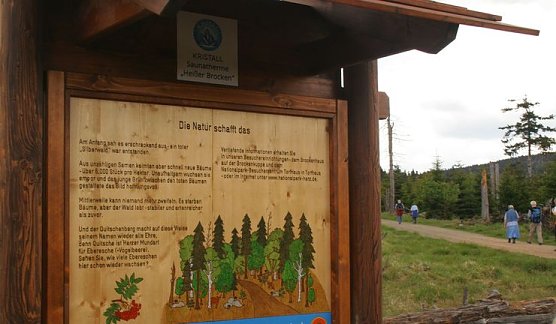 Wald im Wandel (Foto: Knolle)