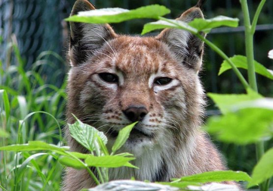 Luchs (Foto: privat)