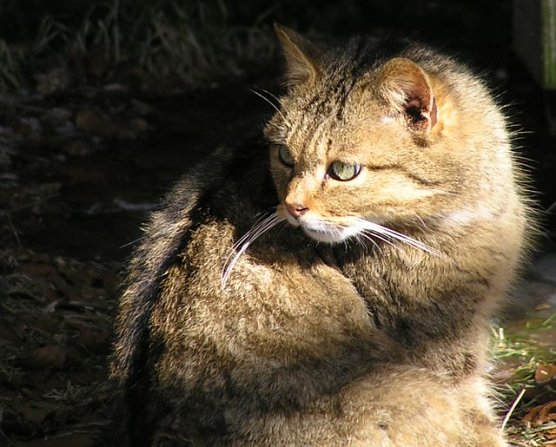 Wildkatze (Foto: D&ouml;rfer)