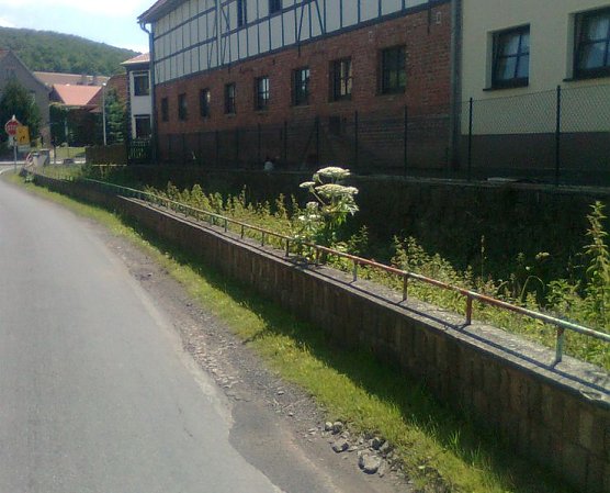 Riesenbärenklau (Foto: privat) Riesenbärenklau (Foto: privat)