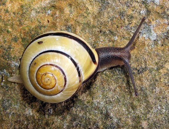 Schnecken entdecken (Foto: W. Wimmer)