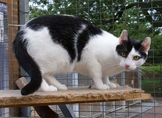 Conrad (Foto: C. Knust) Conrad (Foto: C. Knust)