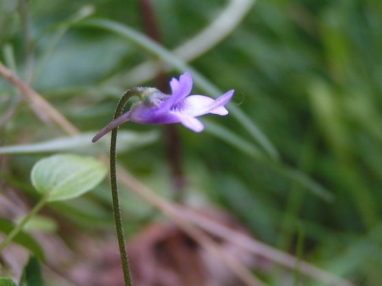Opfer des Menschen (Foto: B. Schwarzberg)
