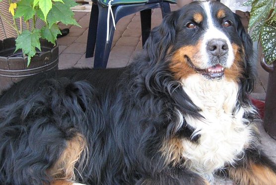 Jule wird gesucht (Foto: privat)