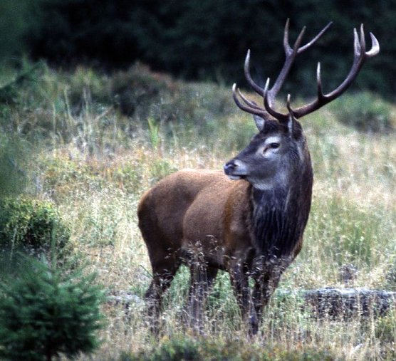 Hirsch (Foto: Frank Reimer) Hirsch (Foto: Frank Reimer)