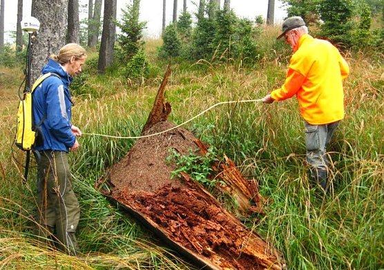 Ameisen z&auml;hlen (Foto: privat)