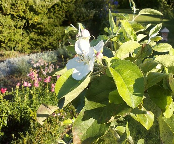 Apfelbl&uuml;te im Herbst (Foto: privat)