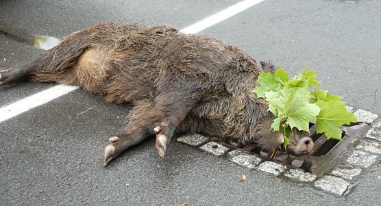 Opfer eines Unfalls (Foto: nnz)