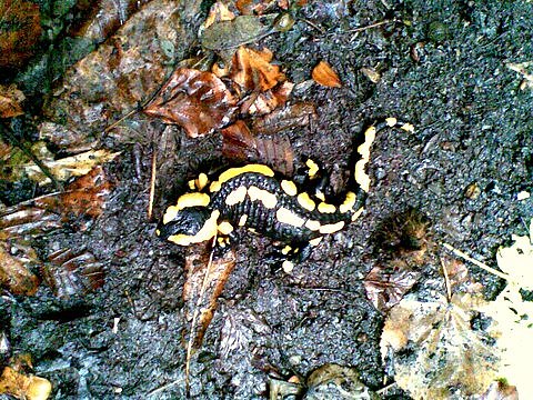 Feuersalamender (Foto: privat)