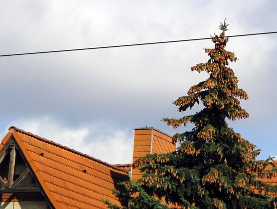 Massen an Zapfen (Foto: B. Schwarzberg)