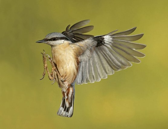 Kleiber im Flug (Foto: M. K&ouml;nig)