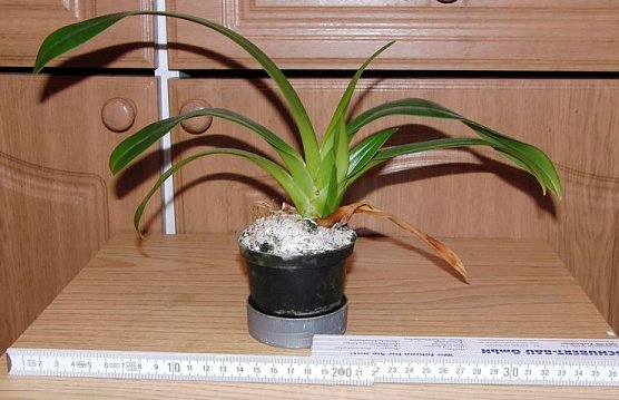 Amerikanischer Frauenschuh (Foto: B. Schwarzberg) Amerikanischer Frauenschuh (Foto: B. Schwarzberg)