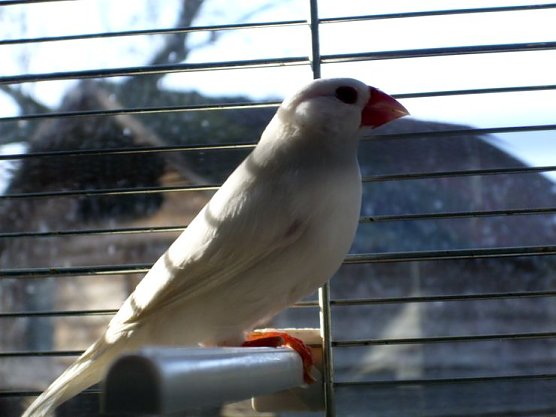 Kleiner S&auml;nger (Foto: privat)