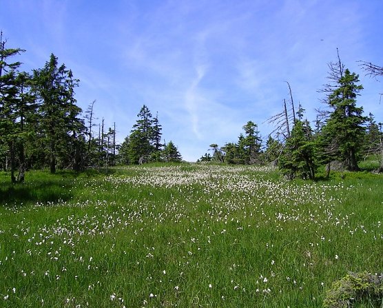  Torfmoos-Wollgras-Gesellschaft (Foto: Gunter Karste)