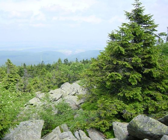 Die Waldgrenze (Foto: privat)