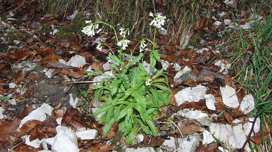 Fotos gesucht (Foto: B. Schwarzberg)