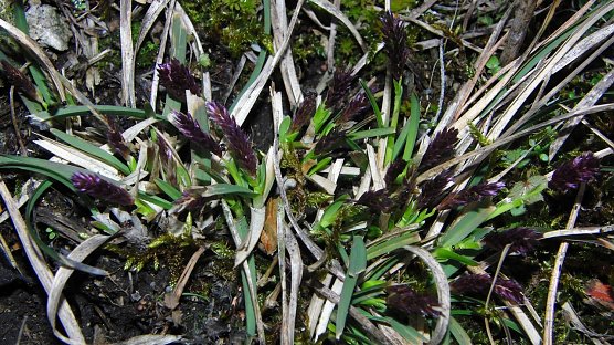 Die Pflanze von nebenan (Foto: B. Schwarzberg)