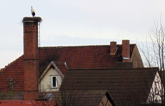 Er ist wieder da (Foto: G. Struve) Er ist wieder da (Foto: G. Struve)