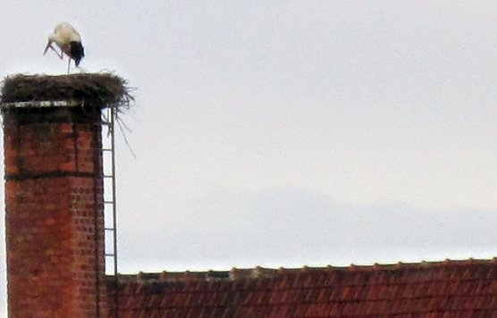 Er ist wieder da (Foto: G. Struve) Er ist wieder da (Foto: G. Struve)