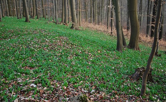B&auml;rlauch-Wanderung (Foto: privat)