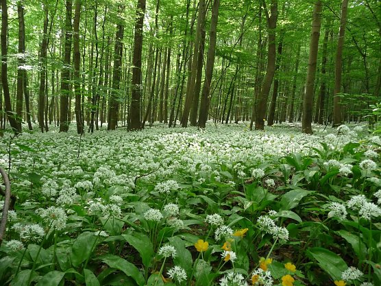 B&auml;rlauch (Foto: privat)