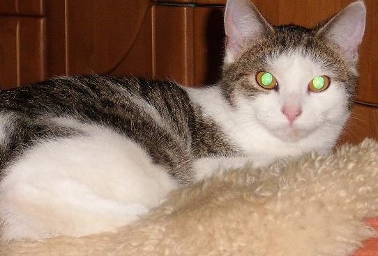 Vermisst (Foto: privat) Vermisst (Foto: privat)