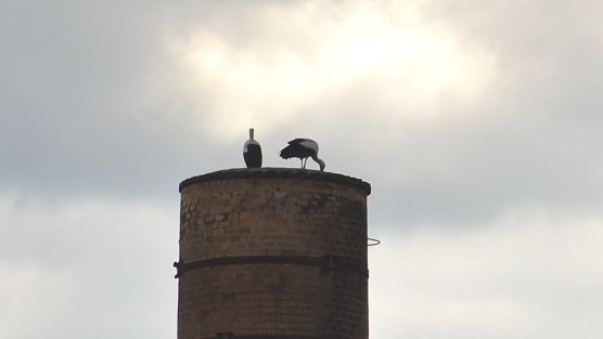 Neugierige Tiere (Foto: privat)