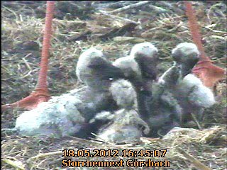 Geschlüpft (Foto: A. Rzehak) Geschlüpft (Foto: A. Rzehak)