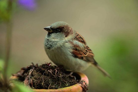 Die Nummer 1 (Foto: NABU)