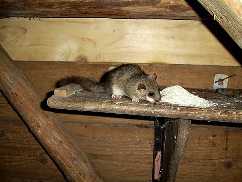 Untermieter (Foto: Familie Drechsler) Untermieter (Foto: Familie Drechsler)