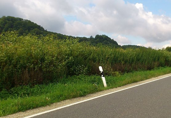 Hoch wie ein Baum... (Foto: H. Michel) Hoch wie ein Baum... (Foto: H. Michel)