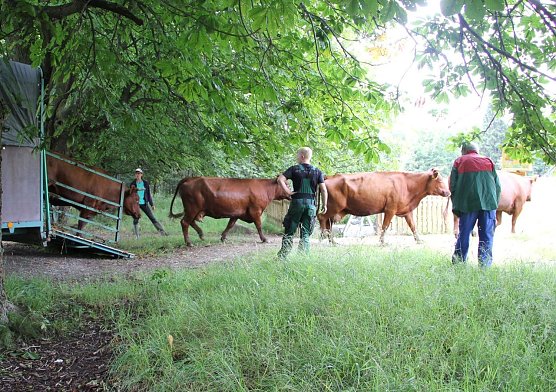Mit Beweidung begonnen (Foto: M. Bollmann)