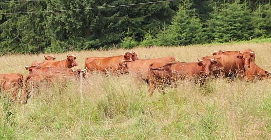 Mit der Beweidung begonnen (Foto: M. Bollmann)