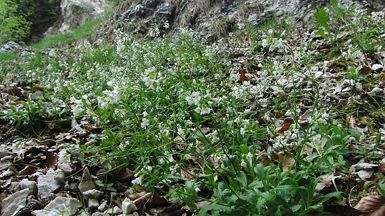 Alpenkresse | Bodo Schwarzberg (Foto: B. Schwarzberg) Alpenkresse | Bodo Schwarzberg (Foto: B. Schwarzberg)