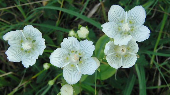 Gepflegter Einsatz (Foto: B. Schwarzberg)