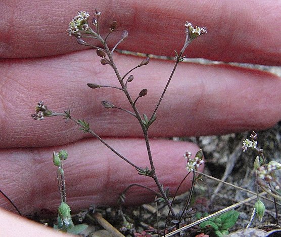 Zwerg-Steppenkresse (Foto: B. Schwarzberg) Zwerg-Steppenkresse (Foto: B. Schwarzberg)