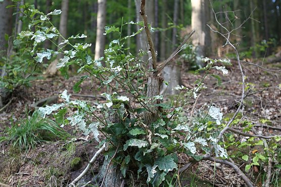 Zurückerobert (Foto: nnz) Zurückerobert (Foto: nnz)