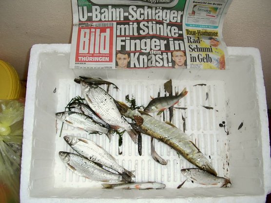 Tote Fische (Foto: Schneider)