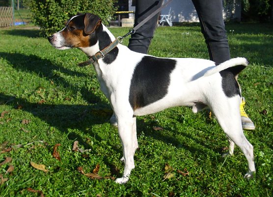 Maxi (Foto: C. Knust) Maxi (Foto: C. Knust)