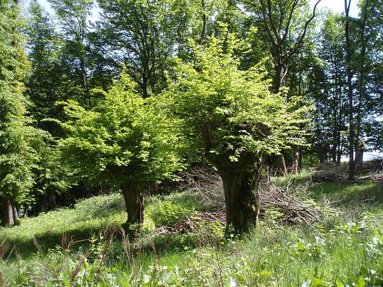 Geschneitelte Weiden (Foto: Klaus-Wilhelm Brüggemann) Geschneitelte Weiden (Foto: Klaus-Wilhelm Brüggemann)