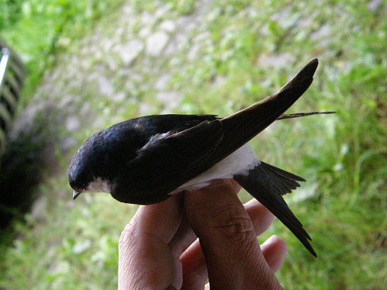 Die Schwalbe (Foto: Wagner) Die Schwalbe (Foto: Wagner)