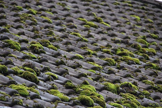 Moos schadet dem Dach (Foto: DBU)